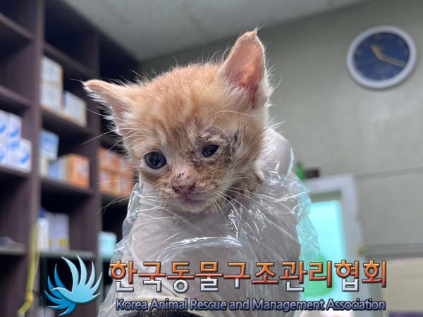 한국동물구조관리협회_441406202401696
